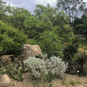 Desert Section