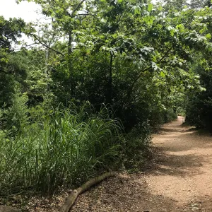 Canyon Trail