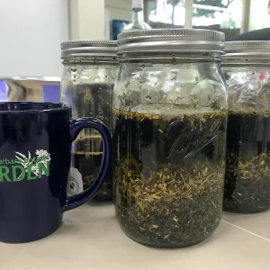 Herbal First Aid Kits For Families Workshop