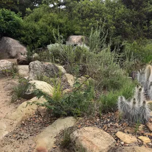 Desert Section