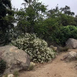 Desert Section