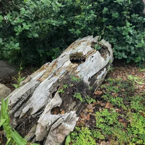 Decomposing log in the Orchid Display