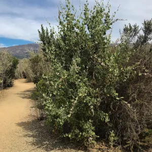 Carpinteria Bluffs and Marsh Field Trip