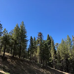 Mt. PiÃ±os field trip