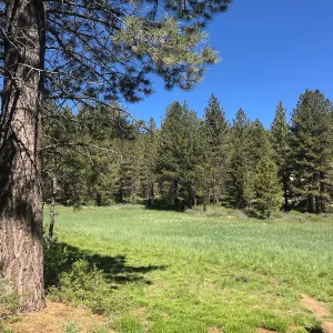 Mt. PiÃ±os field trip, Iris meadow