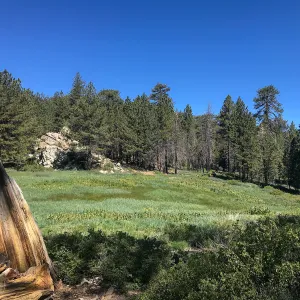 Mt. PiÃ±os field trip, Iris meadow