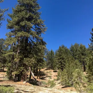 Mt. PiÃ±os field trip