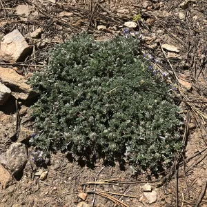 Mt. PiÃ±os field trip