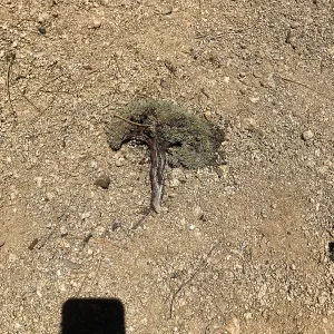 Mt. PiÃ±os field trip, tiny Eriogonum (wild buckwheat) 