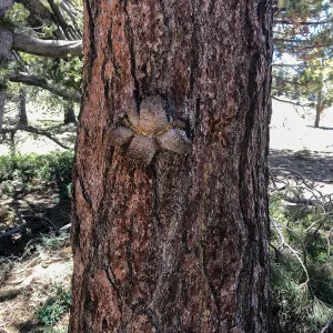 Mt. PiÃ±os field trip