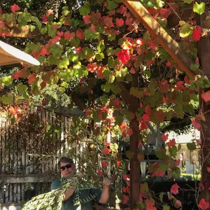 Pruning Natives Demystified with Bruce Reed