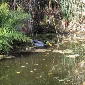Duck in Pond