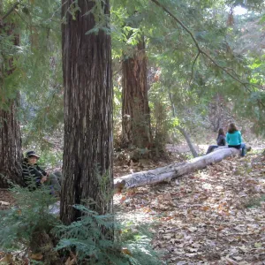 Forest Bathing Class
