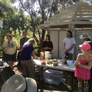 Herb Walk: Infused Oils & Salves