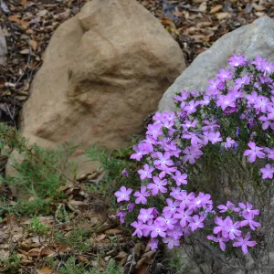 California Prickly Phlox