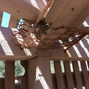 Repair of Garden Growers Lath House