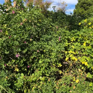 Malva (Mallow) hybrids in garden of Ed Mercurio