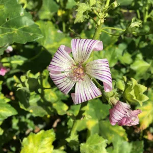 Malva (Mallow) hybrids in garden of Ed Mercurio