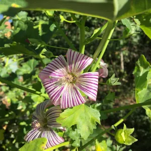 Malva (Mallow) hybrids in garden of Ed Mercurio