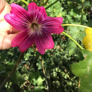 Malva (Mallow) hybrids in garden of Ed Mercurio