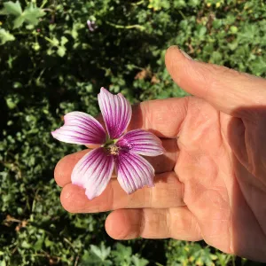 Malva (Mallow) hybrids in garden of Ed Mercurio