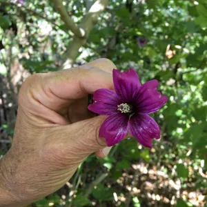 Malva (Mallow) hybrids in garden of Ed Mercurio