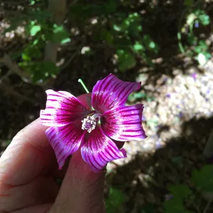 Malva hybrids in garden of Ed Mercurio