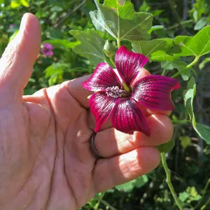 Malva (Mallow) hybrids in garden of Ed Mercurio