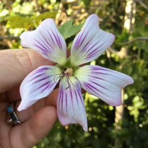 Malva hybrids in garden of Ed Mercurio