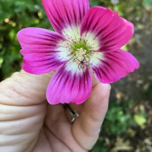 Malva hybrids in garden of Ed Mercurio