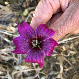Malva (Mallow) hybrids in garden of Ed Mercurio