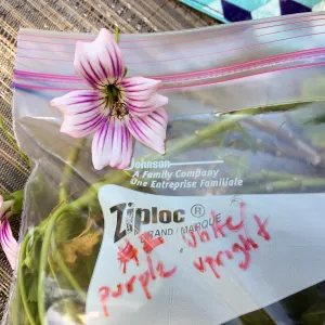 Malva (Mallow) hybrids collected by Betsy Collins in the garden of Ed Mercurio