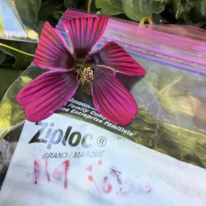 Malva (Mallow) hybrids collected by Betsy Collins in the garden of Ed Mercurio