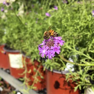 Verbena de la Mina with Bee