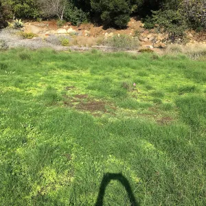 Meadow revival (see gardener notes)