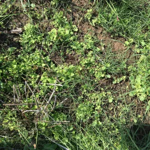 Weedy Veronica in Meadow