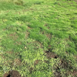 Meadow revival (see gardener notes)
