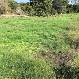Meadow revival (see gardener notes)