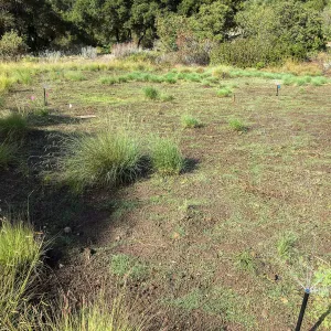 Meadow revival (see gardener notes)