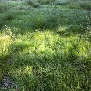 Meadow (see gardener notes)