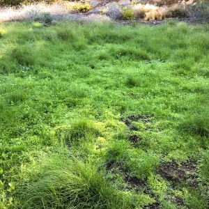 Weeds in Meadow