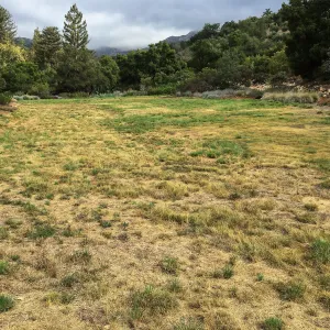 Meadow