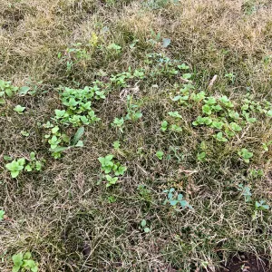 Weedy Veronica coming up through Bouteloua