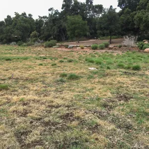 Meadow revival (see gardener notes)