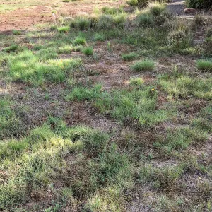 Meadow revival (see gardener notes)