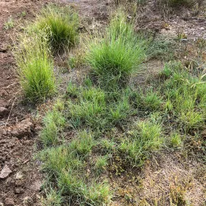 Meadow revival (see gardener notes)