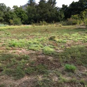 Meadow revival (see gardener notes)