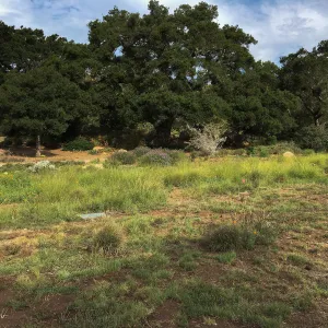 Meadow revival (see gardener notes)