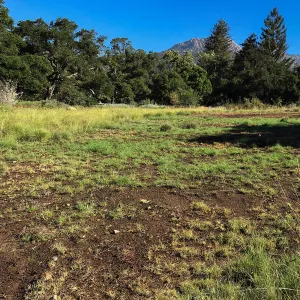 Meadow (see gardener notes)