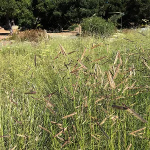 Bouteloua gracilis in the Meadow